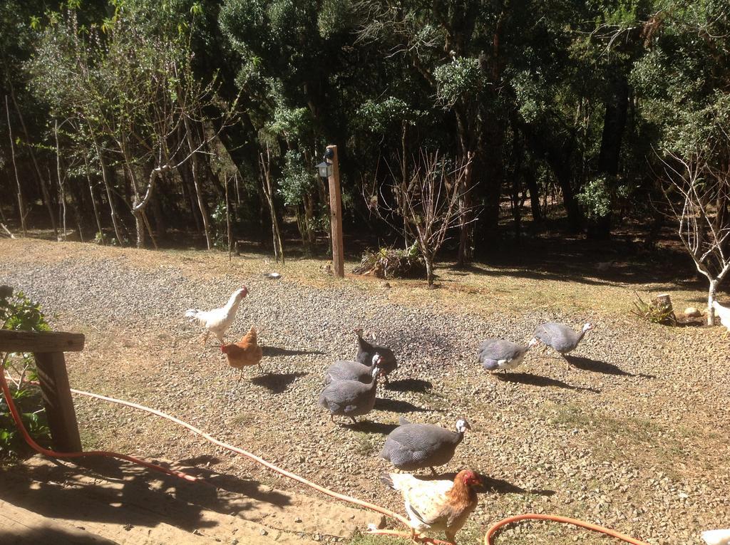Chales Do Ferradura Campos do Jordão エクステリア 写真